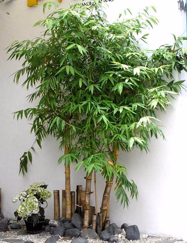 2. Cây trúc, cây tre: Chữ "trúc" gần âm với chữ "chúc", mang ý nghĩa là sự chúc phúc tốt đẹp. Theo phong thủy, tre, trúc sẽ mang lại may mắn và an lành cho gia đình. Cây tre còn là biểu tượng mạnh mẽ cho tuổi thọ, cho tính kiên cường vượt qua mọi nghịch cảnh, vì nó là loại cây luôn luôn tươi xanh và sống tốt quanh năm, dù trong bất cứ điều kiện thời tiết nào.