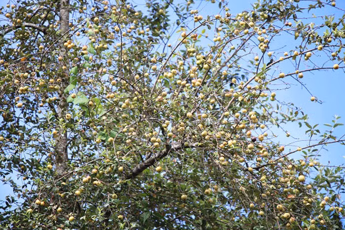 'Vua' tao meo giau bat ngo, biet thu to tren nui, moi nam thu tien ty