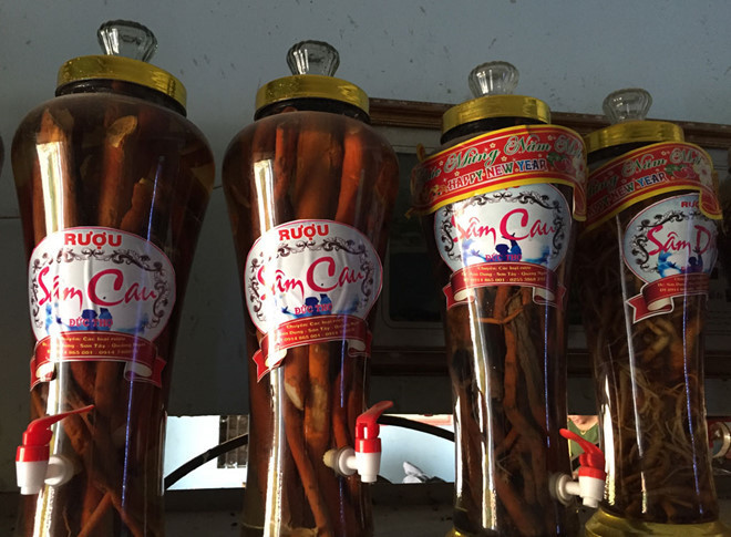 Bi an o 'thu phu' cua loai sam 'ong uong, ba vui': Than duoc dom-Hinh-2