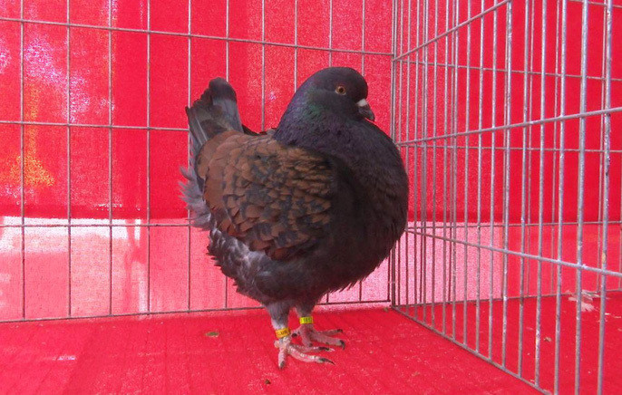 Các chú chim bồ câu có hình dáng đẹp, độc, lạ được các nghệ nhân các nơi mang đến hội thi.