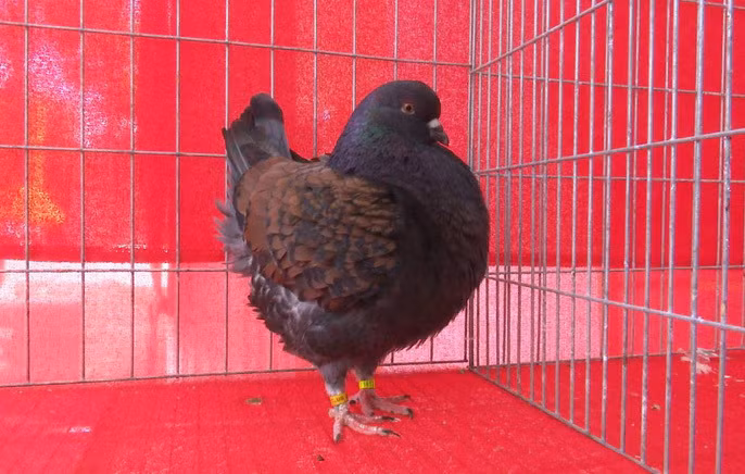 Các chú chim bồ câu có hình dáng đẹp, độc, lạ được các nghệ nhân các nơi mang đến hội thi.