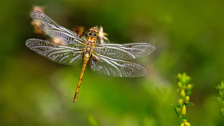 My mo phong nao chuon chuon de phat trien he thong danh chan ten lua