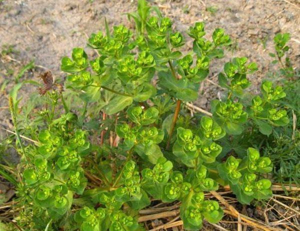 Cỏ mắt mèo là loài thực vật cùng họ Đại Kích.