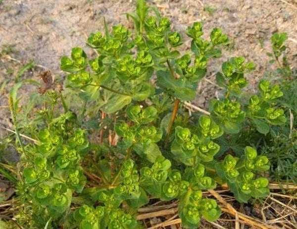 Cỏ mắt mèo là loài thực vật cùng họ Đại Kích.