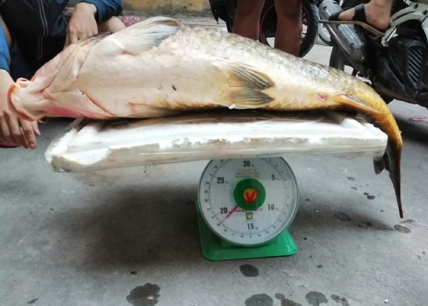 Bat duoc con ca chep 20kg, sang tay ngay chuc trieu dong