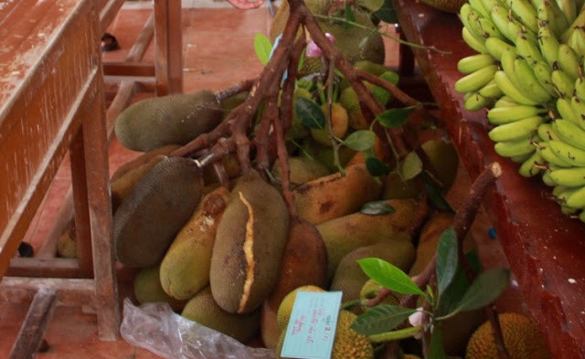 Cay mit To Tay trai tu goc toi ngon, 8 thang 