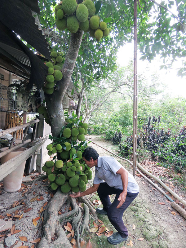 Cay mit To Tay trai tu goc toi ngon, 8 thang 