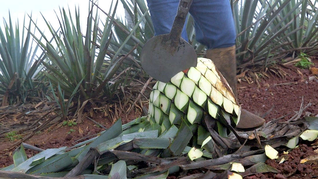Nga ngua thu nuoc tu loai cay dan da quen thuoc gia nghin do