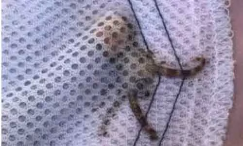 Nhat vo so o bien, mang ca 