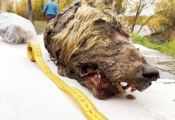 Dau soi con nguyen bo nao 4000 nam tuoi khien chuyen gia sung so