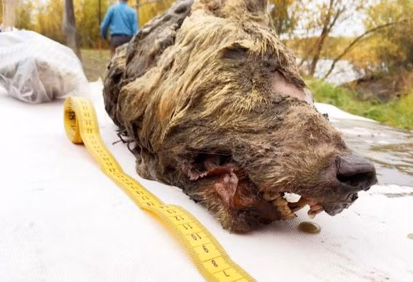 Dau soi con nguyen bo nao 4000 nam tuoi khien chuyen gia sung so