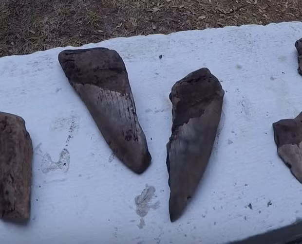 Phát hiện răng cá mập bạo chúa Megalodon thống trị biển cả 3 triệu năm trước Phat hien rang ca map bao chua Megalodon thong tri bien ca 3 trieu nam truoc