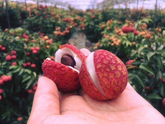 Vai thieu Nhat Ban 1 trieu/6 qua van dat hang o Viet Nam-Hinh-2