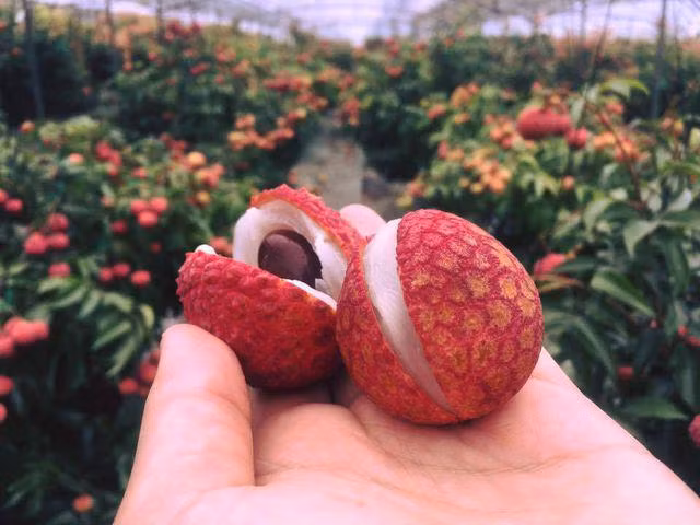 Vai thieu Nhat Ban 1 trieu/6 qua van dat hang o Viet Nam-Hinh-2