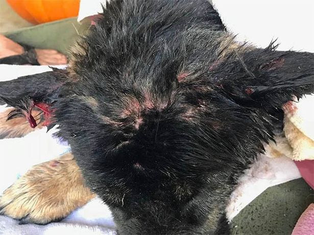 Vết thương của con chó được cho là do sinh vật bí ẩn gây ra.