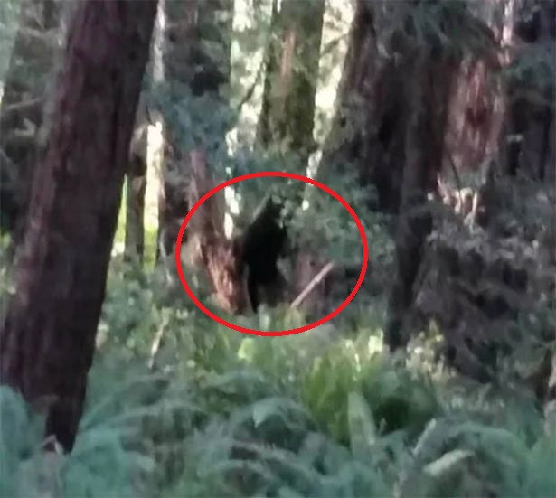 Hình ảnh sinh vật bí ẩn được cho là "Người sói" xuất hiện ở Mỹ.