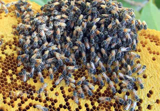 Mat ong ru gia tren troi: Co vang cung chua chac mua duoc-Hinh-4