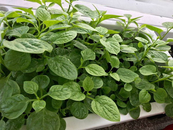 Từ phòng khách cũng có thể ngắm nhìn trọn vẹn vẻ đẹp dịu dàng của ban công và không khí bình yên, trong lành của thành phố. Vì ban công có diện tích khá rộng, lại thoáng và sáng nên cô đã dành một khoảng nho nhỏ để trồng rau sạch. Những chậu nhựa thường được người đẹp làm sẵn đất và gieo hạt. Chỉ việc tưới cây và cho thu hoạch. Chị cho hay, chỉ vài chậu ngoài ban công cũng đủ rau sạch cho cả nhà ăn.