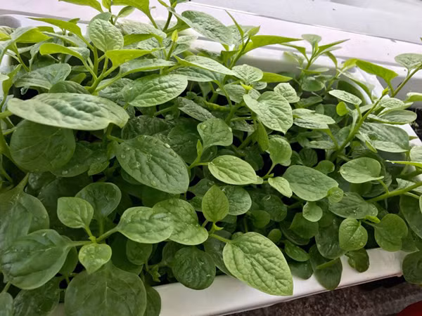 Từ phòng khách cũng có thể ngắm nhìn trọn vẹn vẻ đẹp dịu dàng của ban công và không khí bình yên, trong lành của thành phố. Vì ban công có diện tích khá rộng, lại thoáng và sáng nên cô đã dành một khoảng nho nhỏ để trồng rau sạch. Những chậu nhựa thường được người đẹp làm sẵn đất và gieo hạt. Chỉ việc tưới cây và cho thu hoạch. Chị cho hay, chỉ vài chậu ngoài ban công cũng đủ rau sạch cho cả nhà ăn.