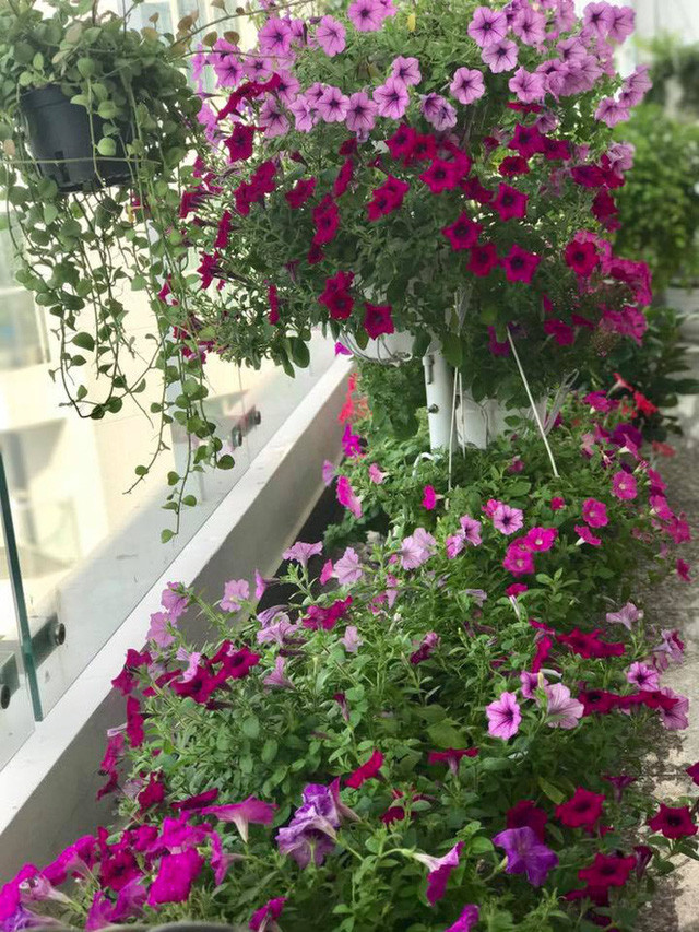 Người đẹp thường thức dậy sớm và không gian ban công là "điểm hẹn" để Thân Thúy Hà tận hưởng vẻ đẹp xanh trong để bắt đầu một ngày mới tràn đầy năng lượng.