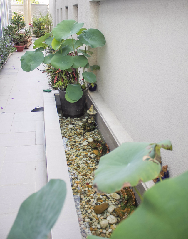 Một góc cây xanh khác của căn nhà.