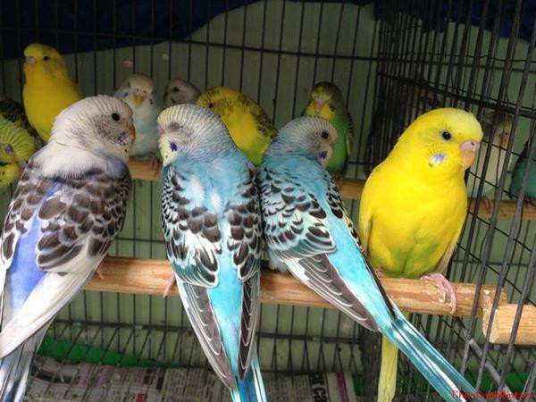 5 con vat nen nuoi trong nha giup hoa giai van den, don tai loc