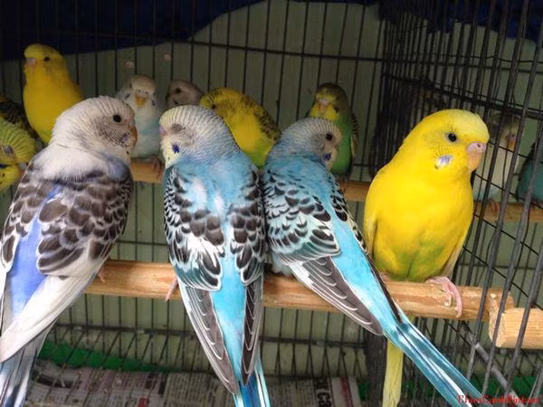 5 con vat nen nuoi trong nha giup hoa giai van den, don tai loc