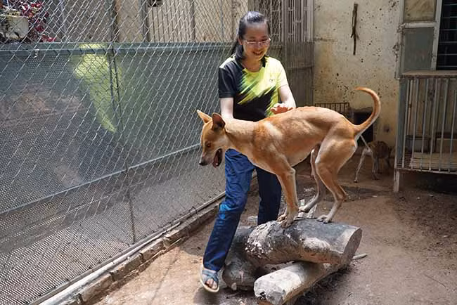 Theo chị Hà thì chó Phú Quốc là một trong 3 giống chó trên thế giới có dải lông mọc ngược trên lưng. Đây là giống chó săn quý của đảo Phú Quốc với đặc tính săn bắt, bơi lội rất giỏi và đặc biệt rất khôn lanh, hình thể đẹp.