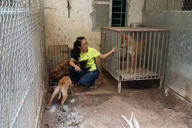 Sau hơn 10 năm thực hiện, các trang trại của cô gái 8x đã có khoảng 100 chú chó với nhiều độ tuổi khác nhau cũng như đã bán ra được hàng trăm cá thể khác.