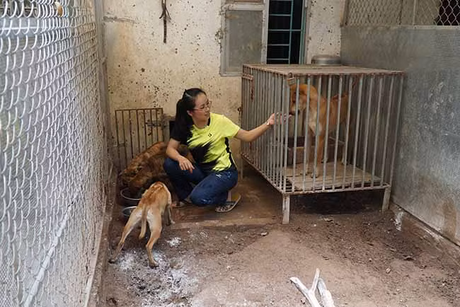 Sau hơn 10 năm thực hiện, các trang trại của cô gái 8x đã có khoảng 100 chú chó với nhiều độ tuổi khác nhau cũng như đã bán ra được hàng trăm cá thể khác.