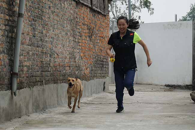 Mỗi ngày, bà chủ 8x đều dành thời gian chơi đùa và đích thân cho các chú chó ăn, vuốt ve… để tăng sự gắn kết. Qua đây người chủ sẽ hiểu được tính cách, sở thích của chú chó Phú Quốc đó như thế nào để có cách huấn luyện phù hợp.