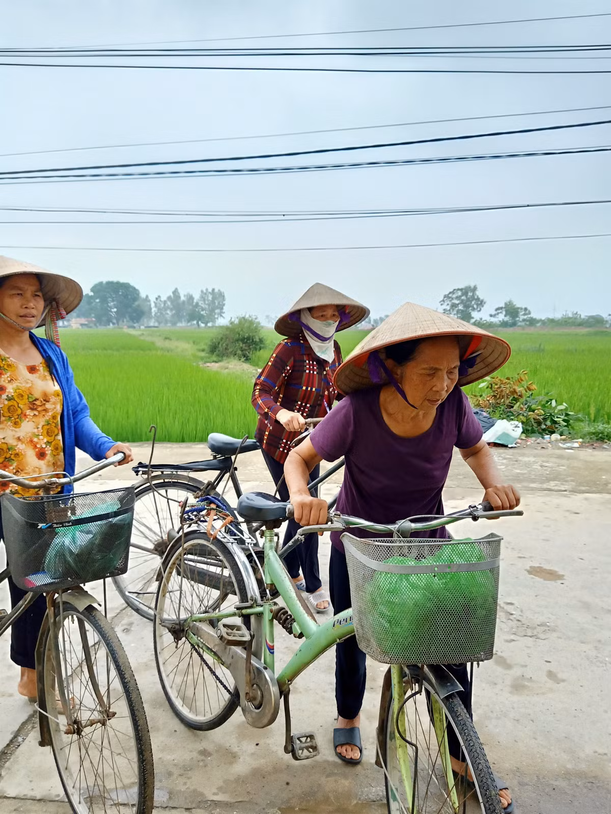 Chieu tro ban hong sam Han Quoc voi gia 'cat co': Vi dang hong sam!-Hinh-4