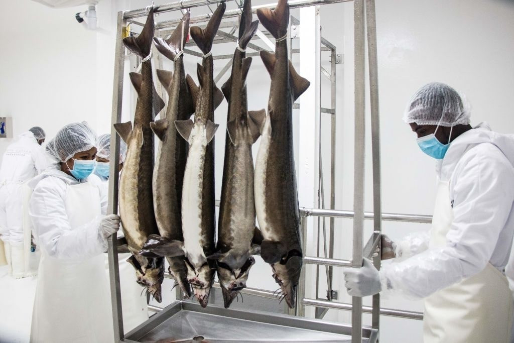 Một trong những lý do làm cho trứng cá tầm đắt đỏ là trung bình một con cá tầm trên 20 năm tuổi mới bắt đầu có trứng. Quy trình lấy trứng cá cũng rất khắt khe, nghiêm ngặt. Tùy theo từng trại nuôi, cá tầm cái hoặc bị giết trước khi lấy trứng hoặc dùng một kỹ thuật đặc biệt để lấy trứng ra mà không phải giết cá. Ảnh: Mamyrael.