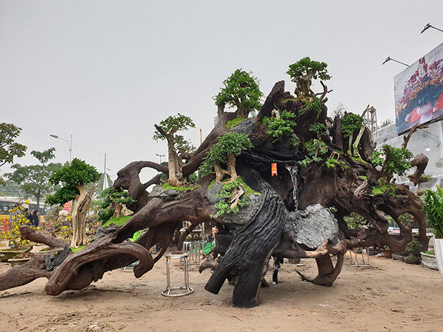 Trên đường Cổ Linh (Long Biên, Hà Nội) những ngày gần đây xuất hiện những chậu cây cổ có hình thù độc, lạ khiến nhiều người không thể không chú ý. Những chậu cây này được tại hình theo triết lý “cây sống trồng trong cây chết”.