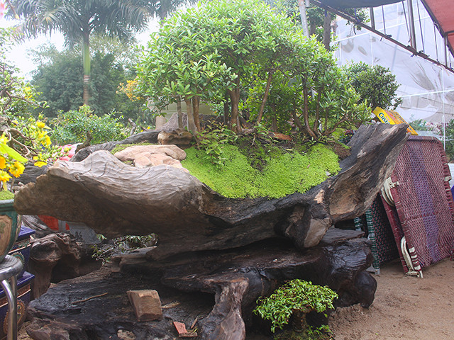 Hiện có nhiều người hỏi mua, anh Dũng cho biết nhà vườn bỏ rất nhiều tâm huyết vào những chậu cây này, nên muốn bán cho người nào biết chơi và chăm sóc tốt cho cây.