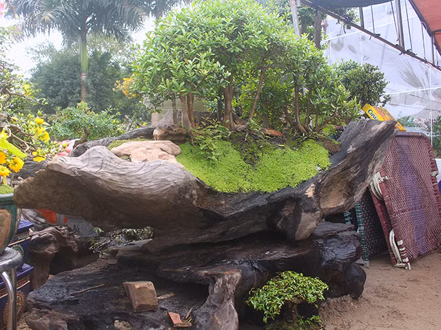 Hiện có nhiều người hỏi mua, anh Dũng cho biết nhà vườn bỏ rất nhiều tâm huyết vào những chậu cây này, nên muốn bán cho người nào biết chơi và chăm sóc tốt cho cây.