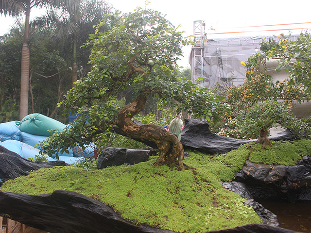 Có những gốc cây được ghép tiểu cảnh đã hơn 100 tuổi. Khi ghép lên tạo được giá trị và nét cổ kính cho chậu cây. Nhiều người đi qua phải dừng lại chiêm ngưỡng và trầm trồ khen ngơi.