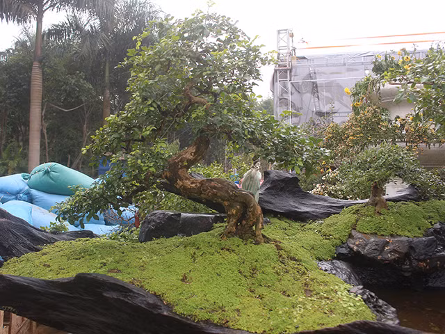 Có những gốc cây được ghép tiểu cảnh đã hơn 100 tuổi. Khi ghép lên tạo được giá trị và nét cổ kính cho chậu cây. Nhiều người đi qua phải dừng lại chiêm ngưỡng và trầm trồ khen ngơi.