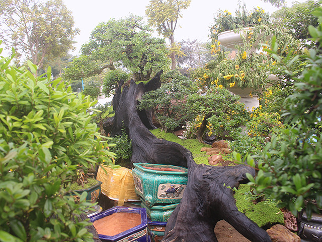 Theo anh Dũng cho biết, mức giá của những chậu cây này có giá dao động từ vài chục triệu đến gần 1 tỷ đồng.