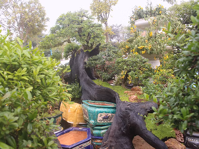 Theo anh Dũng cho biết, mức giá của những chậu cây này có giá dao động từ vài chục triệu đến gần 1 tỷ đồng.