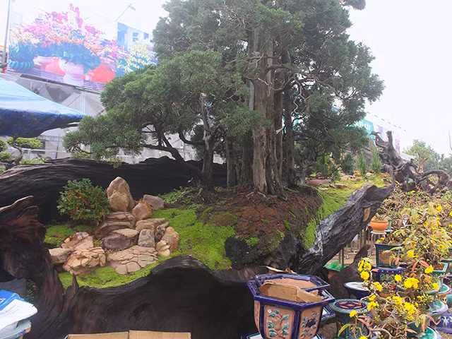 Đây là chậu cây Kỳ sơn mộc thạch, được thêm tiểu cảnh là cây tùng cối 40 năm tuổi được đem về từ Đà Lạt năm 2003. Sau hơn 10 năm, cây tùng mới ra lá xanh tốt. Anh Dũng cho biết thân cây này đã có người đặt mua với giá 900 triệu đồng để đặt trên bể cá Coi.