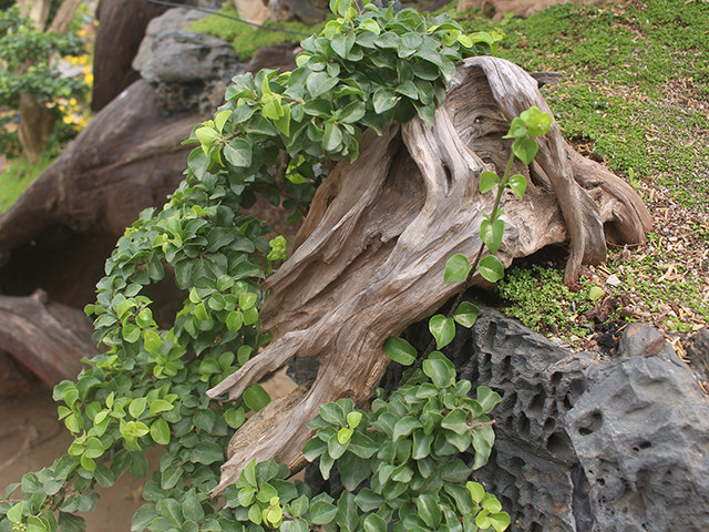 Anh Ngọc Anh (Thanh Xuân, Hà Nội) cho biết chưa cần hỏi giá cũng có thể đoán được những chậu cây này được bán với giá nào rồi. Đây là những cây đã được tạo bởi những người thợ khéo léo, có tính thẩm mỹ cao.