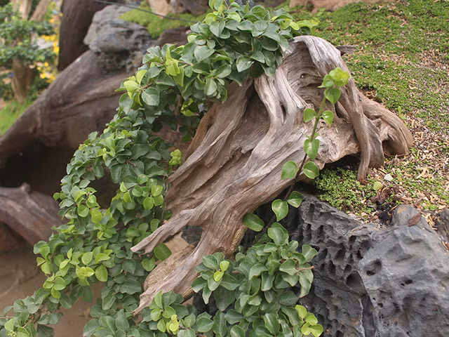 Anh Ngọc Anh (Thanh Xuân, Hà Nội) cho biết chưa cần hỏi giá cũng có thể đoán được những chậu cây này được bán với giá nào rồi. Đây là những cây đã được tạo bởi những người thợ khéo léo, có tính thẩm mỹ cao.