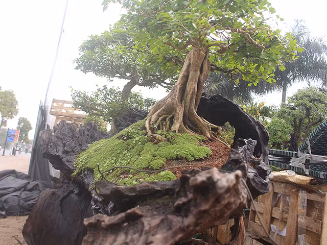 Những chậu cây này được chế tác từ gỗ sao vàng (còn gọi là sao đen). Anh Dũng cho biết, loại gỗ này phù hợp nhất để thực hiện những tác phẩm cây trồng trong cây vì khả năng chịu nước tốt. Bên cạnh đó, lớp rêu phủ trên bề mặt đất trồng cũng tạo nên một hệ sinh thái thu nhỏ đầy màu sắc, khác biệt với nhiều tác phẩm cùng ý tưởng. Để có những chậu cảnh này, nhà vườn phải lặn lội khắp nơi để tìm dòng gỗ sao đen với những thân cây “khủng” nằm dưới đáy sông nhiều năm. Sau đó tìm những giống cây sống phù hợp để tạo nên chậu cây như vậy.