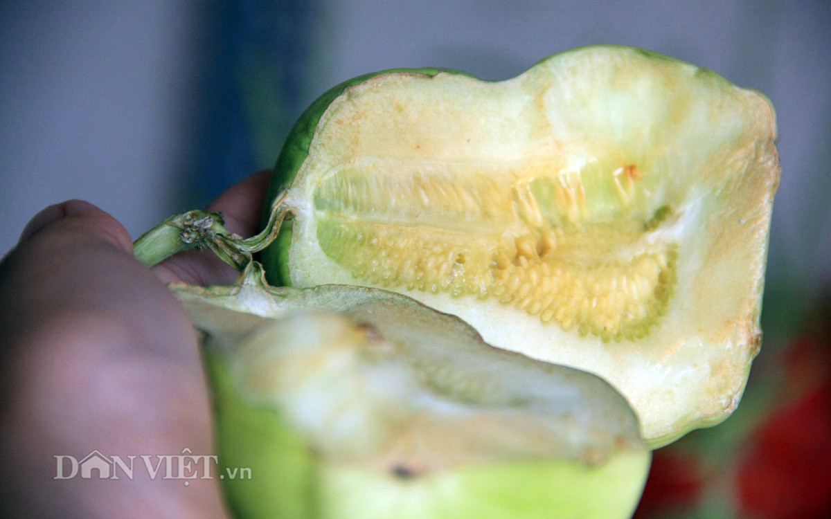 Thực tế, hầu hết các chủ hàng bán dưa lê thần tài Trung Quốc đều khuyên, chỉ nên mua về bày ban thờ cho đẹp chứ không nên ăn.