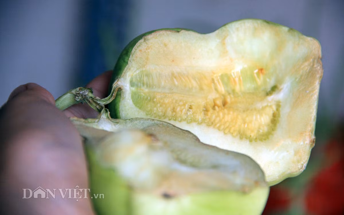 Thực tế, hầu hết các chủ hàng bán dưa lê thần tài Trung Quốc đều khuyên, chỉ nên mua về bày ban thờ cho đẹp chứ không nên ăn.