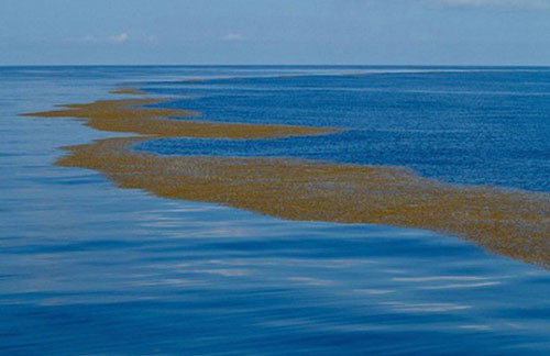 Ky la ve vung bien duy nhat tren the gioi khong co bo