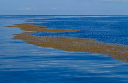 Ky la ve vung bien duy nhat tren the gioi khong co bo