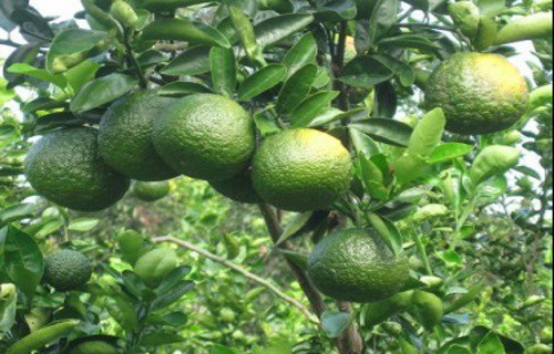 Cam sanh loan gia, co noi ban gan tram nghin/kg