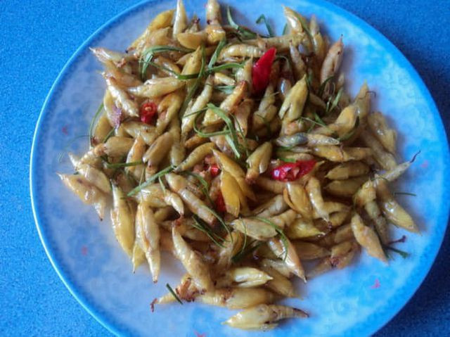 Hai hung dac san sau beo nuc -“cuc pham” o Tay Nguyen-Hinh-2